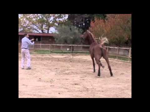 Barzan Al Shahania 2