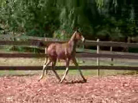 Fallon DSF 2008 Premium Oldenburg Colt Sire Freestyle SOLD