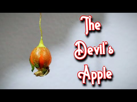 MANDRAKE FRUIT - Tasting The Forbidden Fruit of The Mandrake Root - Weird Fruit Explorer