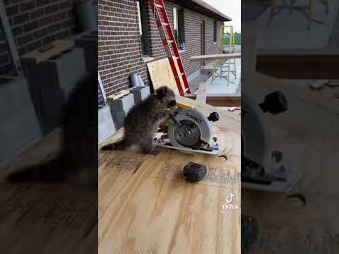 A baby raccoon follows this man everywhere