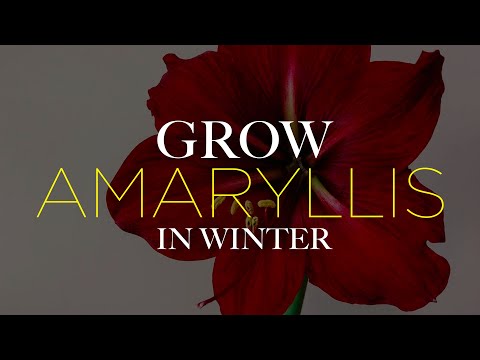 Amaryllis: How to Grow Amaryllis Bulbs During Winter