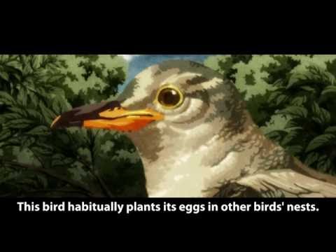 Nisemonogatari - Shinobu talks about Tsukihi