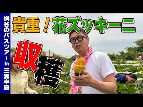 【カリスマ料理人と行くバスツアーin三浦半島】桝谷シェフ＆佐藤シェフが花ズッキーニを収穫！絶景＆酔いどれ親父が満載・笠原シェフも登場！？