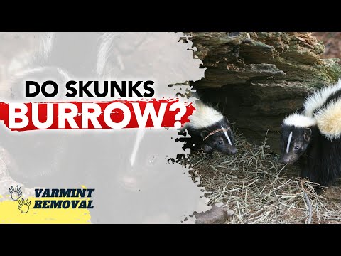 Do Skunks Burrow? Exploring Skunk Holes and Burrows