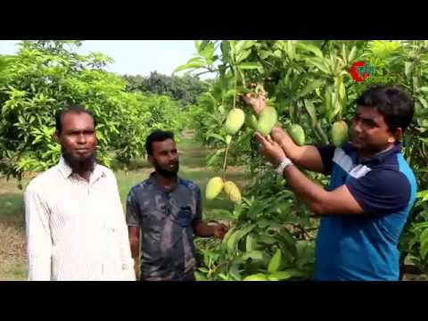 বারোমাসি থাই আম(Thai Mango)- লাভজনক(৮হাজার টাকা মণ) বানিজ্যিক চাষ