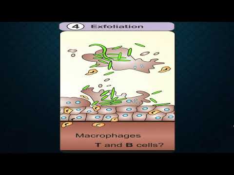 How The Bacterial Infection Takes Place In Urinary Bladder