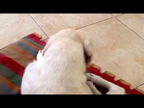 An important channel update /w asaf&his dog