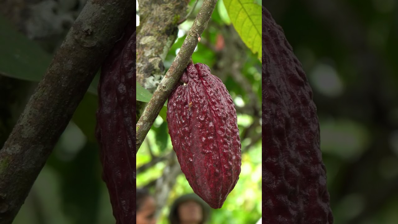 Donde antes había miedo, hoy crece cacao 🍫🌱