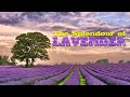 THE SPLENDOUR OF LAVENDER Café del Mar - L ...