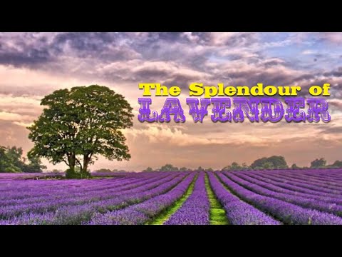 THE SPLENDOUR OF LAVENDER L'elisir d'amore - Café del Mar