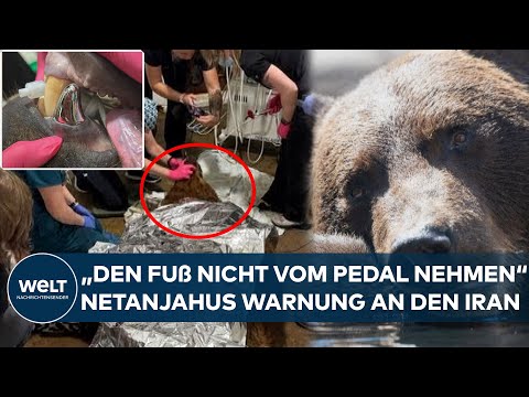 USA: Unglaubliche Tier-OP – Bärin Tundra erhält größte Zahnkrone der Welt nach OP in Minnesota!