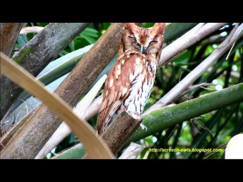 Evil Owl - The Original Transformer Owl!