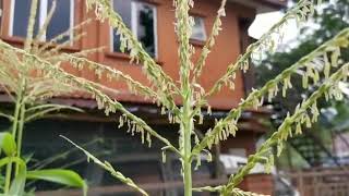 【家庭菜園/Malaysia】トウモロコシの雄花と雌花 / male & female flowers of Sweetcorns