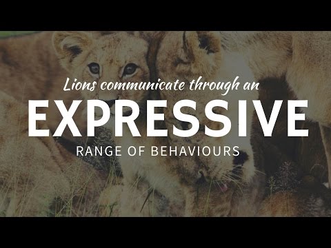 LION COMMUNICATION: why animals roar & nuzzle (greeting behavior)?