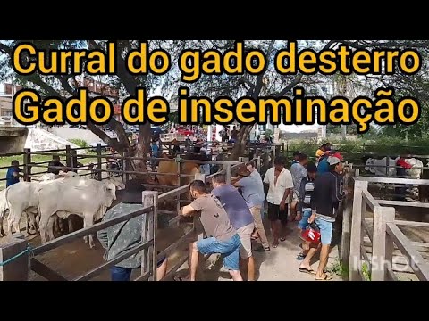 feira livre no curral do gado em desterro Paraíba