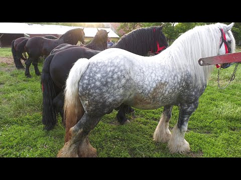 Stallions for breeding Mr. Neluțu and Călin from Rușeni - Satu Mare