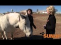 Horses Breeding Foaling 1 31 15