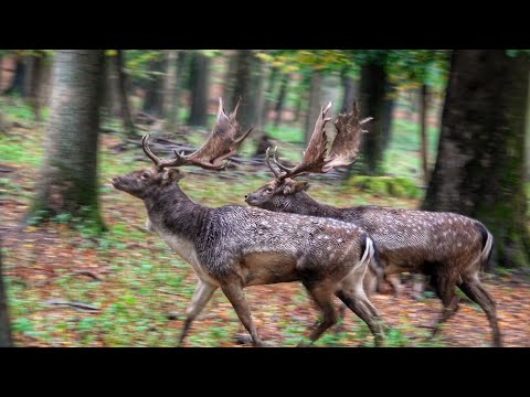 Danok škvrnitý (Dama dama) — chov, ustajnenie a úžitkovosť