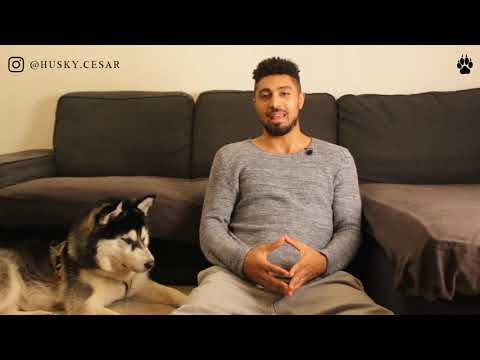 download lagu mp3 mp4 Husky Erziehung, download lagu Husky Erziehung gratis, unduh video klip Husky Erziehung