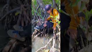 Download lagu Fishing in the mangroves, lots of fish 🤤 #46 #KOOKIKO mp3