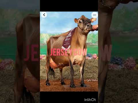 , title : 'Jersey cow breed #cow #trending #viral #jerseycows'