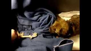 Download lagu Eeewok 3 mp3 Download lagu Eeewok 3 mp3