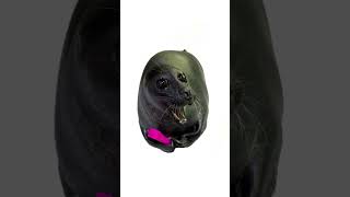 How to understand your boyfriend explained by seals #seal