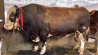 Download lagu SAPI TERBESAR WONOSOBO, REDAM TERBARU, siap menjamu peternak Indonesia 🔥 mp3 Download lagu SAPI TERBESAR WONOSOBO, REDAM TERBARU, siap menjamu peternak Indonesia 🔥 mp3