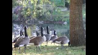 Something Told the Wild Geese- Both Parts