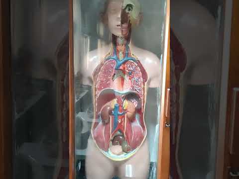 estudo da anatomia humana no museu