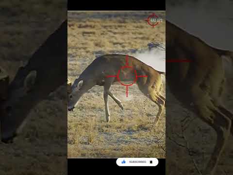 Why I Don’t Hunt With 6.5 Creedmoor #scopecam #deerhunting #bigbuck #shorts #viral #gunops #reddot