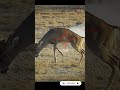 Why I Don T Hunt With 6 5 Creedmoor Scopecam Deerhunting Bigbuck Shorts Viral Gunops Reddot