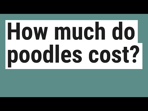 image-How much does it cost to buy a poodle?