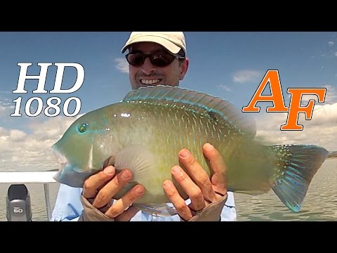 Golden Trevally and Tuskfish Part 1