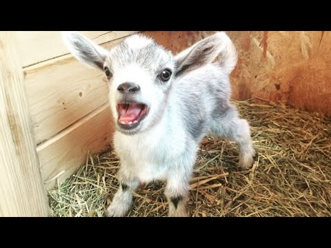 Les vidéos d'animaux les plus drôles de 2024 qui vous feront rire encore plus fort