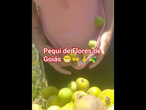 Pequi de Flores de Goiás onde moro 🫒😁 @ComunidadeOraçãoMiseratusPius  se inscreva  !!!