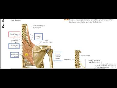 Levator scapula rhomboid muscles 2