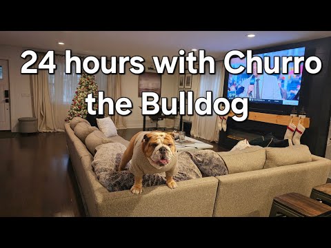 A day in the life of a Bulldog