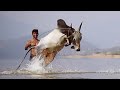 Mattu Pongal Whatsapp Status Video Pongal Whatsapp Status Video