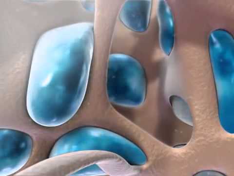 Long Bone Formation and Growth