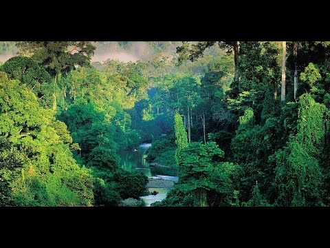 AI Deep Dream jungle [HD]