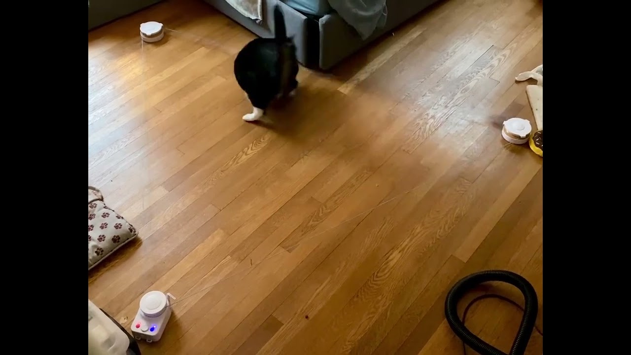 Enlarge Angel, a Adoptable Domestic Short Hair in Washington, DC video 6/6