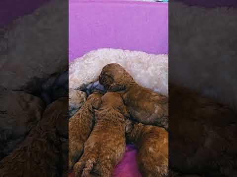 Cavapoo Welpe kaufen