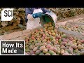 How It S Made Cactus Pear Puree