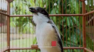 Download lagu 1 JAM Tanpa Iklan Pancingan Suara Cendet GACOR❗Masteran Suara Cendet Juara FULL Isian TERBAIK mp3