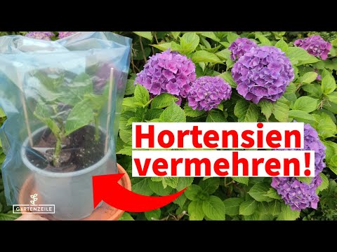 Hortensien vermehren - Schritt für Schritt erklärt! Diese Fehler solltest du nicht machen!