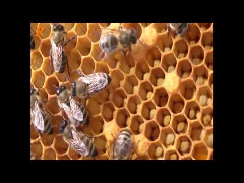 Наращивание пчелы после медосбора на пасике