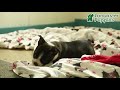 Boston Terrier dogs for sale: Jordan - Video 1