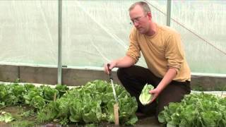 preview picture of video 'Organic Tin Tin Lettuce - Grown in a Hoop House'