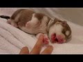 Cutest Siberian Husky Puppy - Day 3